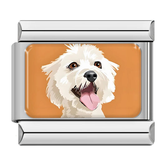 Maltese dog