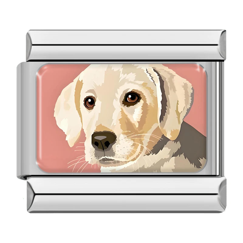 Labrador Dog
