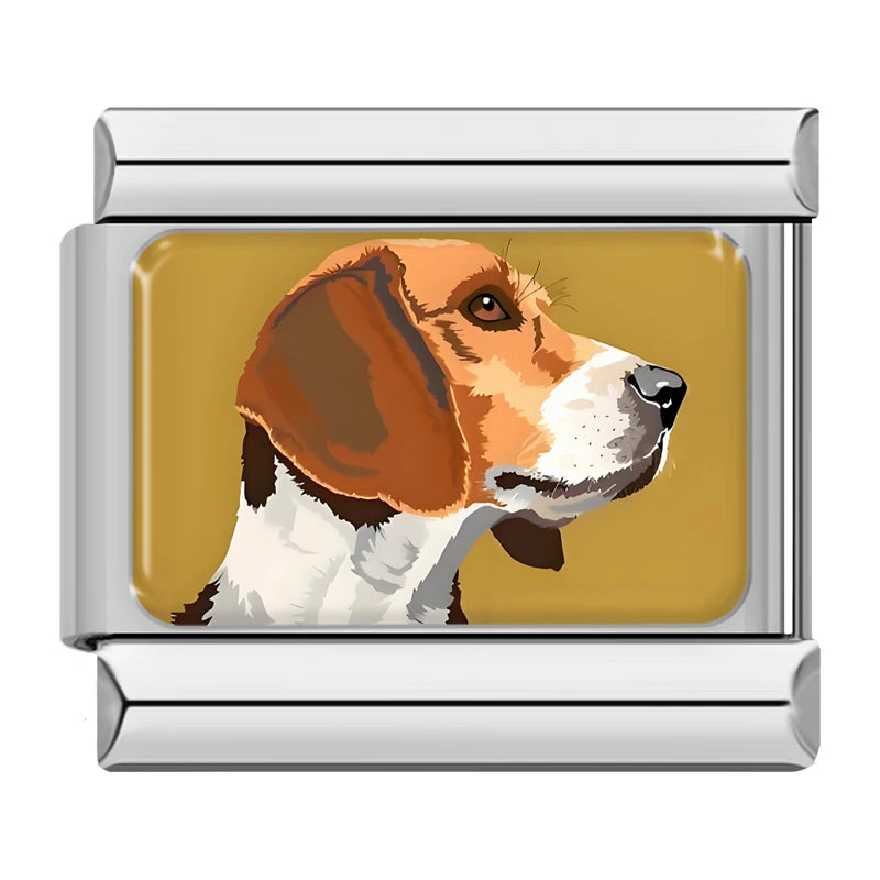 Pies rasy beagle